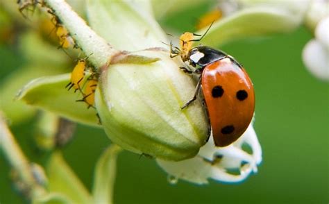 Using Ladybugs in the Garden and Greenhouse | Ceres Greenhouse