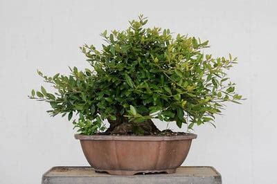 Yaupon holly bonsai - Bonsai Tonight