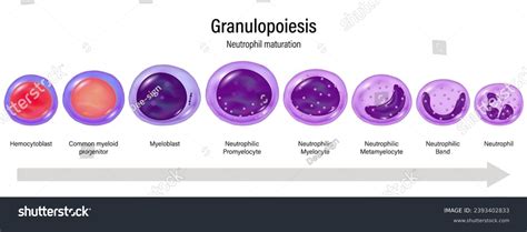 Stages Granulopoiesis Vector Neutrophil Maturation Hemocytoblast Stock Vector (Royalty Free ...