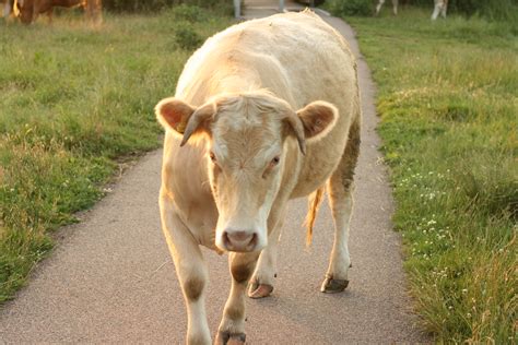 Cow Attack! | This cow wasn’t entirely impressed with us bri… | Flickr