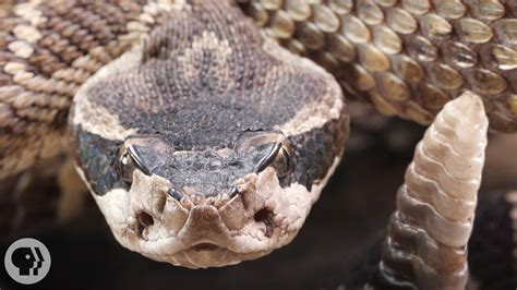 5 Things You Thought You Knew -- But Didn't -- About Rattlesnakes ...