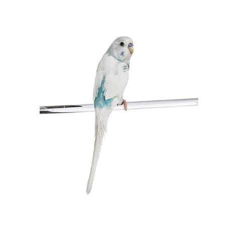 Parakeets for Sale | Buy Fancy Rare Parakeets/Budgies for Sale | Petco