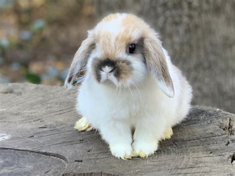 Holland Lop Rabbits For Sale | Houston, TX #324990