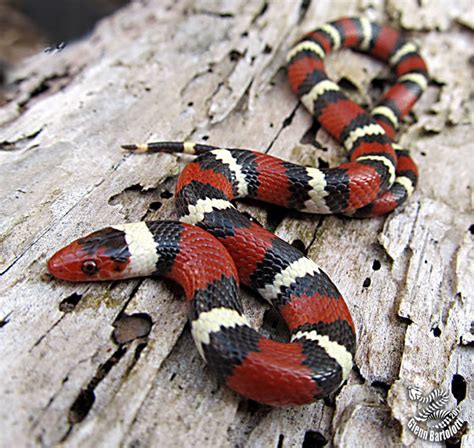 Learn about Nature | King Snake - Learn about Nature