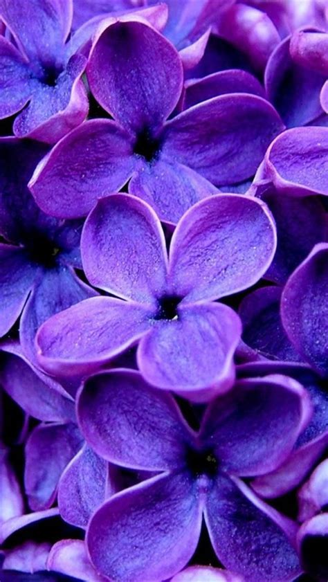 Violet Flower Wallpaper Iphone - 640x1136 Wallpaper - teahub.io