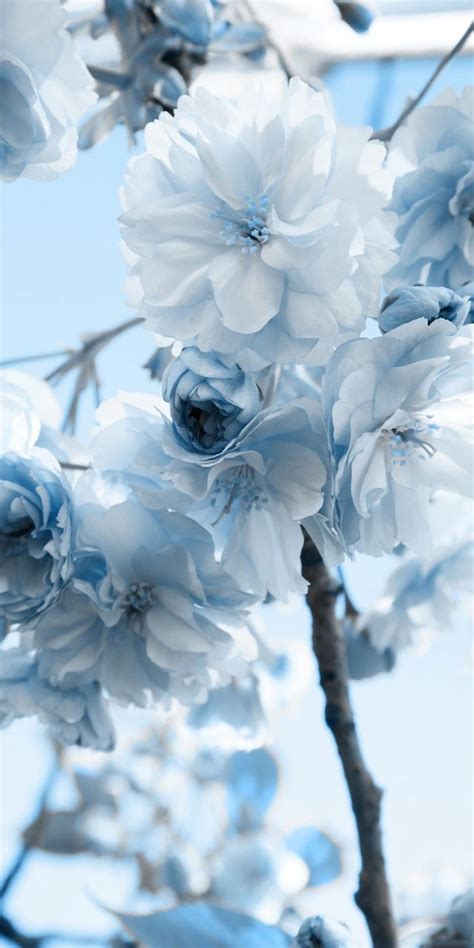 blue flowers | Blaue blumentapete, Blumentapete, Hintergrundbilder