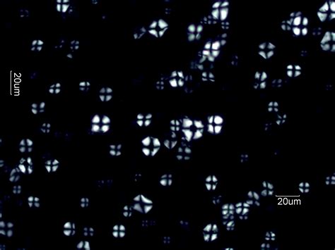 Corn Starch Under the Microscope