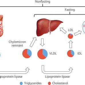 Atherogenic Lipoproteins Present in the Blood During Periods of Fasting... | Download Scientific ...