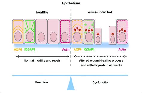 [DIAGRAM] Contusion Wound Diagram - MYDIAGRAM.ONLINE