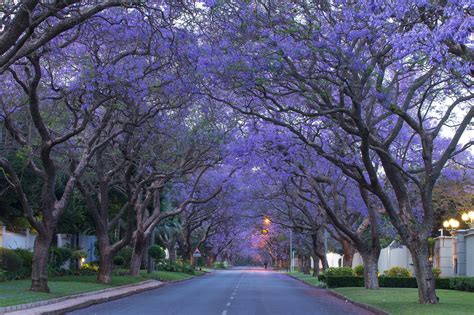 Jacaranda Wallpapers - Wallpaper Cave