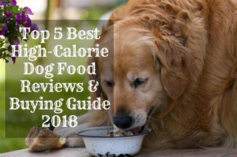 Most Sought-After High-Calorie Dog Food | Therapy Pet