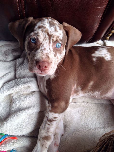 Catahoula Leopard Dog Puppy Blue Eyes