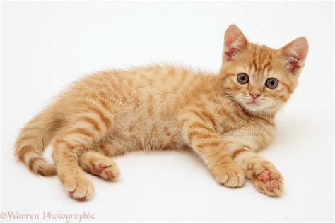 Ginger kitten lying down photo - WP21424