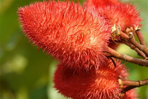 achiote - Growstuff