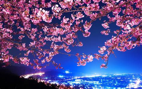 Wallpaper Pink Cherry Blossom Tree During Night Time, Background - Download Free Image