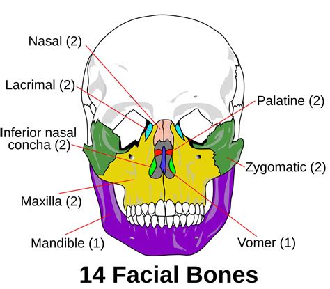 Facial fractures causes, types, symptoms, diagnosis, treatment & recovery