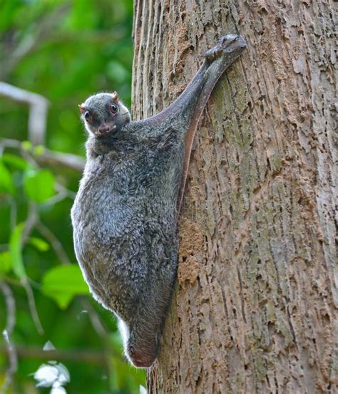 Flying Lemur stock photo. Image of branch, endangered - 50463236