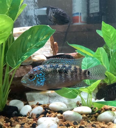 Electric Blue Jack Dempsey Breeding Project (photos ...