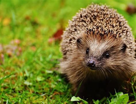 Hedgehog Names - Browse Thousands Of Hedgehog Names | Name Your Pets