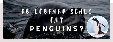 ᐅ Do Leopard Seals Eat Penguins? | Prey and Predator