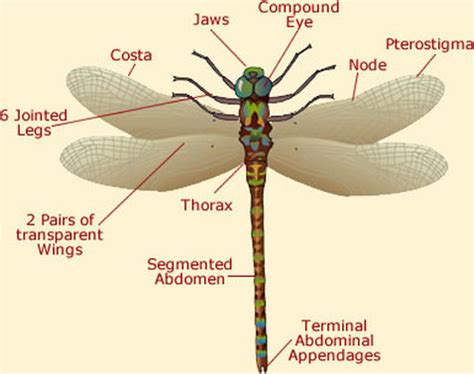 Dragonfly Biology/Anatomy