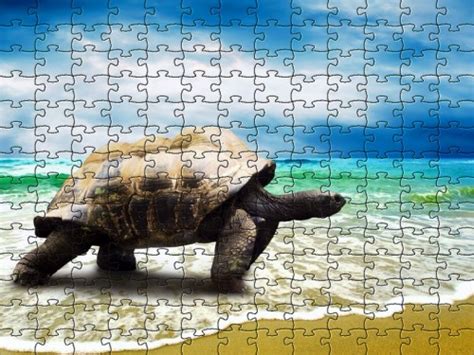 Turtle | Puzzle Games