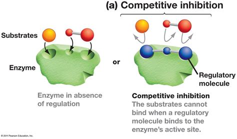 Competitive Inhibition | Competitive inhibition, Biochemistry, Enzyme inhibitor