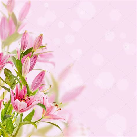 Pink lilies background Stock Photo by ©Roxana 52661063