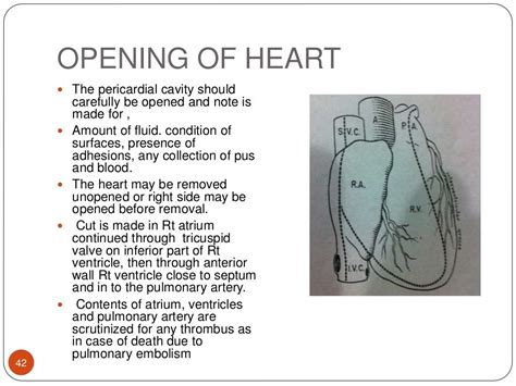 Procedure of autopsy