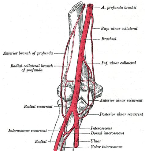 Brachial artery - Wikipedia