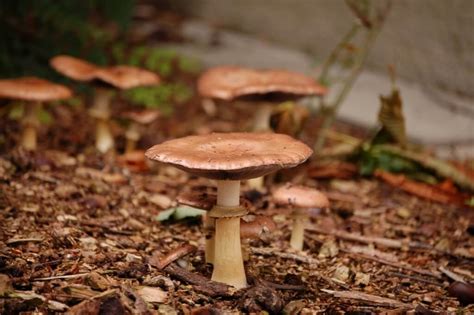 Large and Edible Wine Cap Mushrooms (Stropharia rugosoannulata) - Eat The Planet