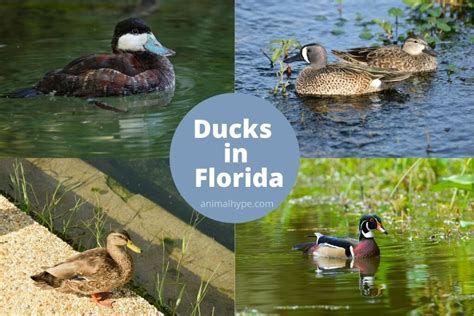 25 Types Of Ducks In Florida (With Pictures) - Animal Hype