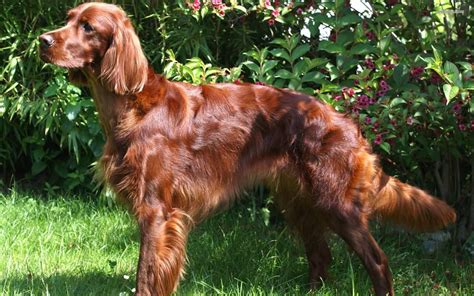 Red Full Grown Irish Setter Dog