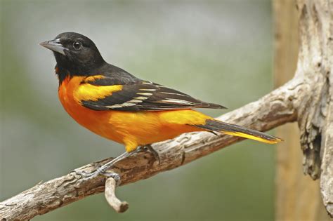 Attracting Orioles | Blain's Farm & Fleet Blog