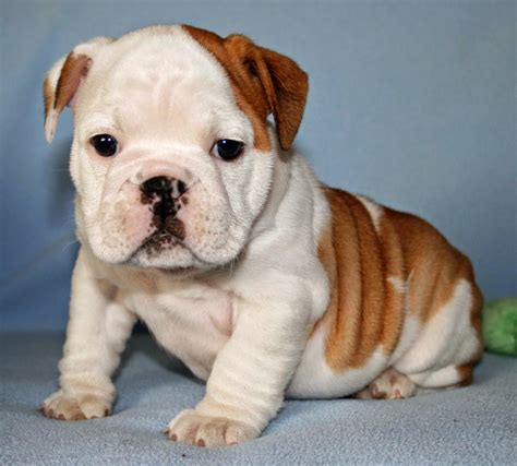 Rules of the Jungle: Bulldog Puppy