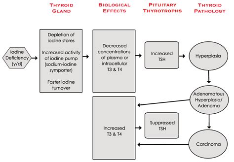 Insights into Veterinary Endocrinology: Does Iodine Deficiency Cause Thyroid Disease in Cats?