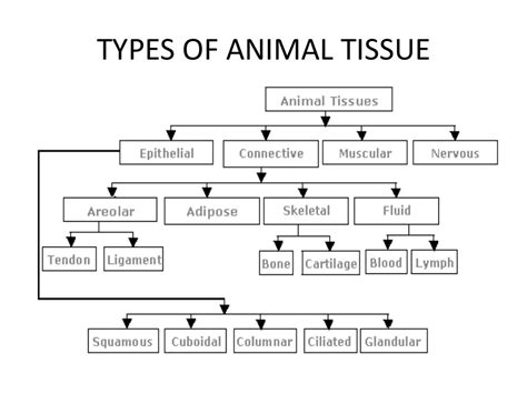 Animal Tissues Class 9 Ppt