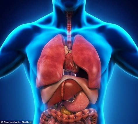 New Organ Has Just Been Discovered In The Human Body After Scientists Had Missed It For ...