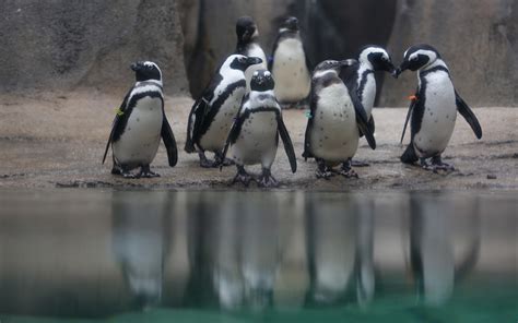 Penguins making a comeback at Lincoln Park Zoo - Chicago Tribune