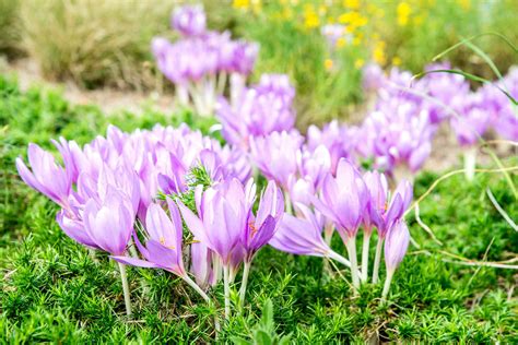 Autumn Crocus: Plant Care & Growing Guide