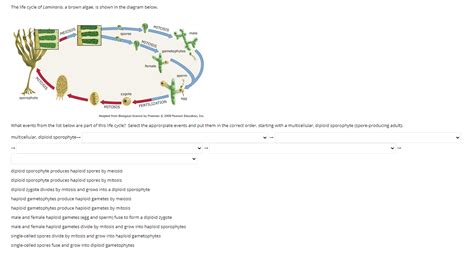 Solved The life cycle of Laminaria, a brown algae, is shown | Chegg.com