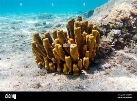 Yellow tube sea sponge - Aplysina aerophoba, underwater image into the ...