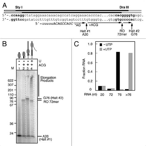 (PDF) Efficient reconstitution of transcription elongation complexes ...