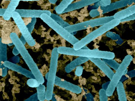 At Last, I Meet My Microbes : Shots - Health News : NPR