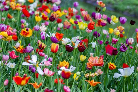 500+ Spring Flowers Pictures | Download Free Images on Unsplash