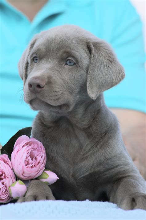 Labrador Retriever Puppies For Sale | Punta Gorda, FL #326703