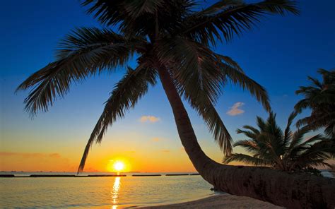 Sunset Palm Trees Wallpaper - WallpaperSafari