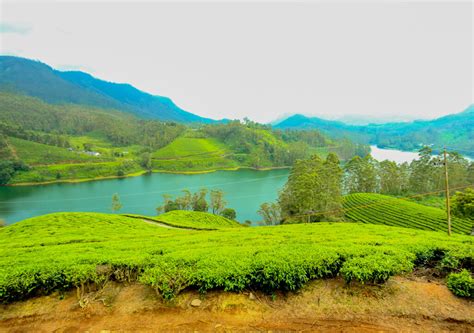 6 Best Holiday Homes in Munnar - Your Perfect Retreat