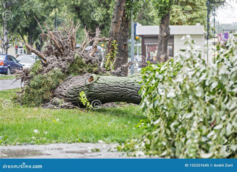 Storm Damage. Fallen Tree after a Storm Stock Image - Image of branch, green: 155351645