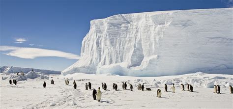 Antarctic ice melt threatens extinction for penguins - WOUB